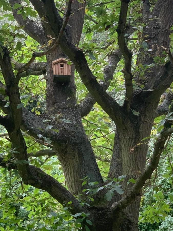 Villa Starry Meadow & Rescued Animal Experiences Great Yarmouth Exterior foto